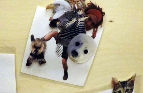 Ut på eventyr Dette er et bilde av en collage av mange forskjellige dyr, en ørn en sel og en hund på et ark.