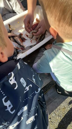 To barn ser på noen fisk som ligger i en plastkasse.