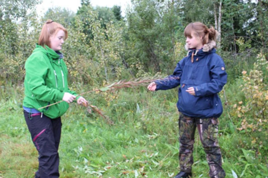 landart nett